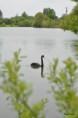 /album/ornithologie/cygne-noir-jpg/